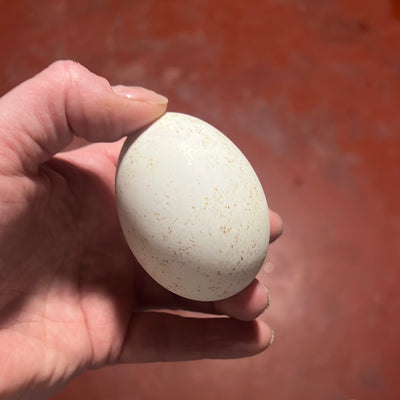 Gespikkelde kalkoen eieren - 12 stuks (-50%)